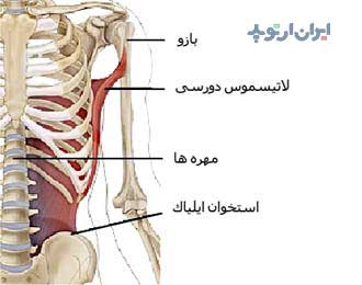 آناتومی شانه. عضله لاتیسموس دورسی از جلو