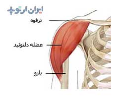 آناتومی شانه. عضله دلتوئید