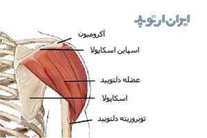 آناتومی شانه. عضله دلتوئید