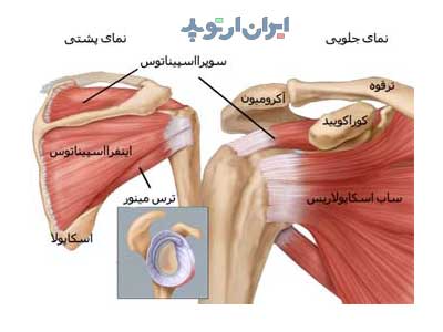 عضلات روتاتور کاف