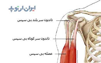 آناتومی شانه. تاندون دوسر بازو