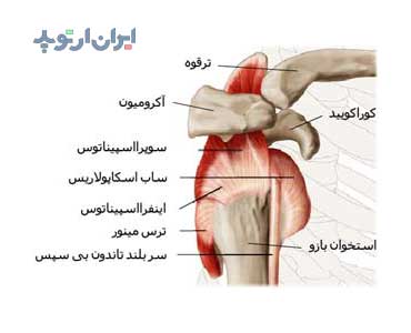 آناتومی شانه. روتاتور کاف