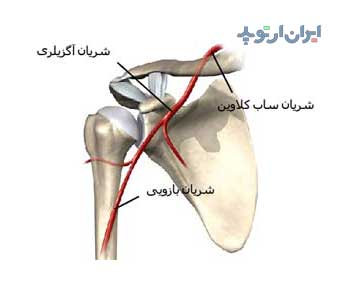 آناتومی شانه. شریان های شانه