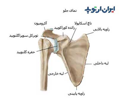 آناتومی شانه. استخوان شانه و کتف