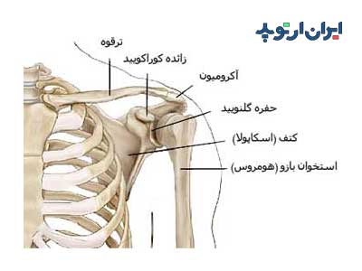 آناتومی شانه. استخوان بندی شانه و کتف و ترقوه