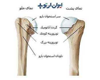 آناتومی شانه. سر استخوان بازو