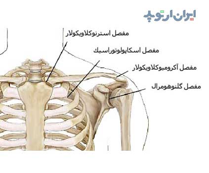 آناتومی شانه. مفاصل شانه