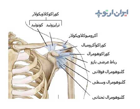 آناتومی شانه. رباط های شانه