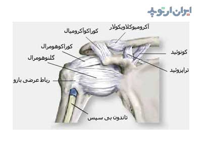 آناتومی شانه. رباط های شانه