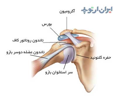 آناتومی شانه. تاندون شانه