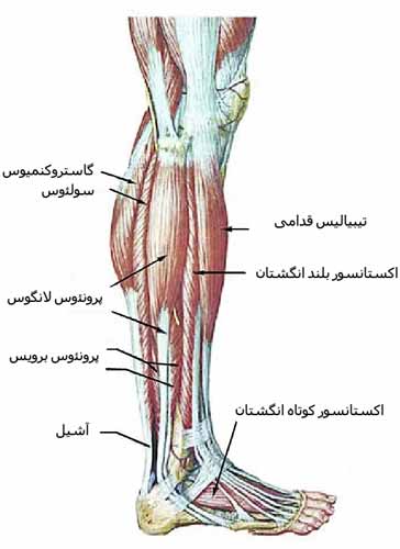 عضلات ساق